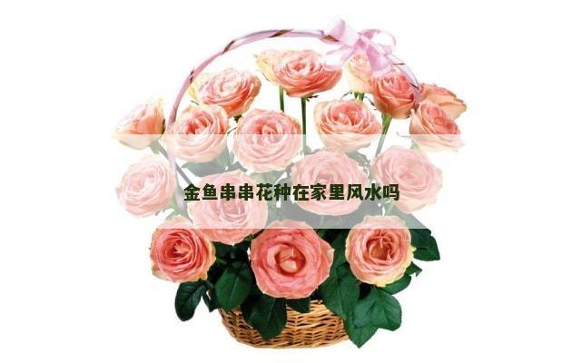 金鱼串串花种在家里风水吗