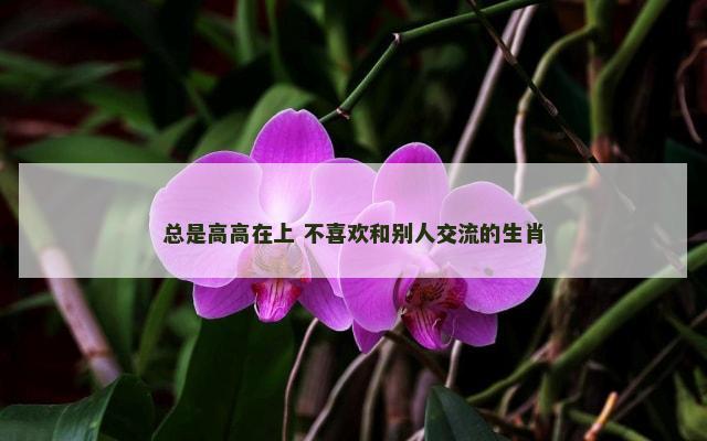 总是高高在上 不喜欢和别人交流的生肖