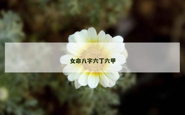 女命八字六丁六甲