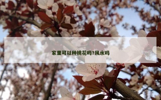 家里可以种桃花吗?风水吗