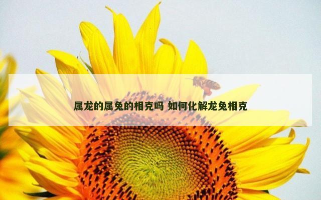 属龙的属兔的相克吗 如何化解龙兔相克