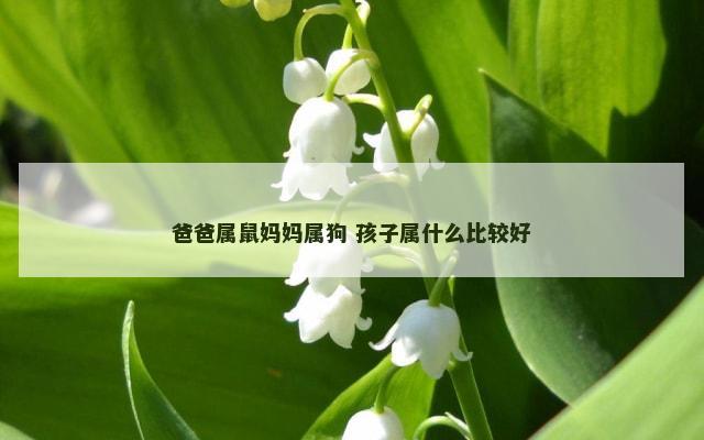爸爸属鼠妈妈属狗 孩子属什么比较好
