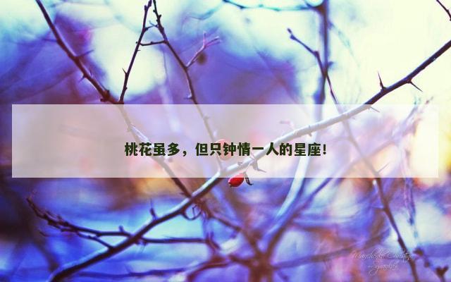 桃花虽多，但只钟情一人的星座！