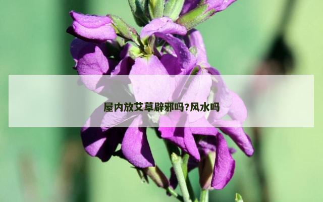 屋内放艾草辟邪吗?风水吗