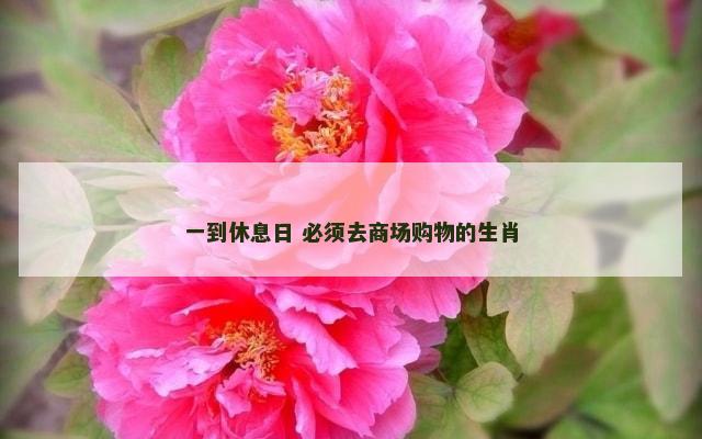 一到休息日 必须去商场购物的生肖