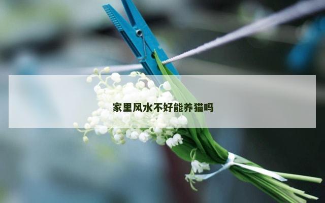 家里风水不好能养猫吗