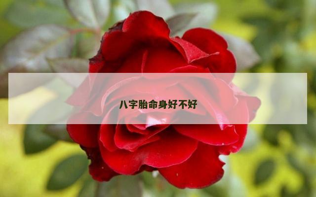 八字胎命身好不好