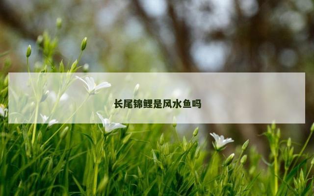长尾锦鲤是风水鱼吗