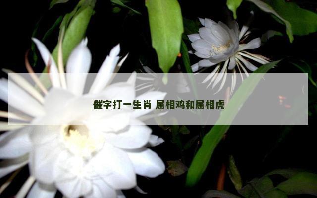 催字打一生肖 属相鸡和属相虎