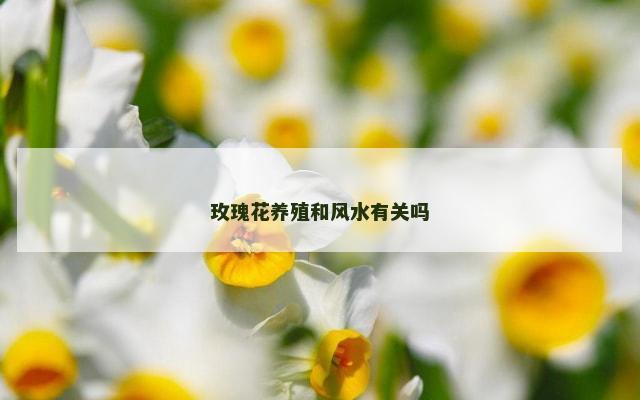 玫瑰花养殖和风水有关吗