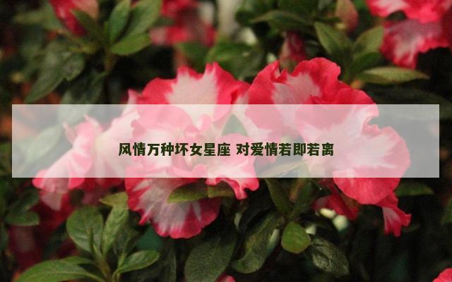 风情万种坏女星座 对爱情若即若离