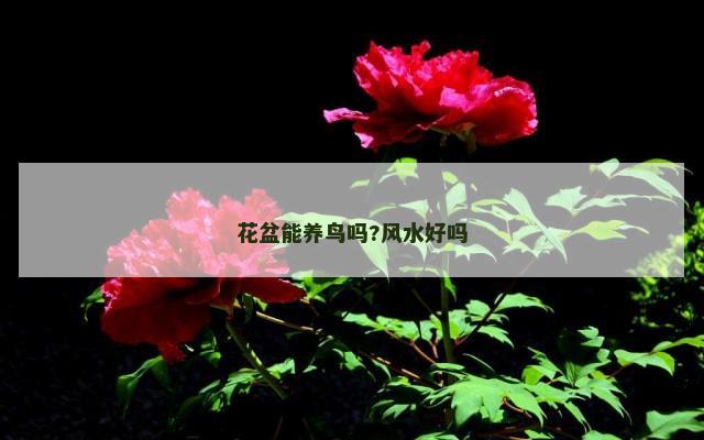 花盆能养鸟吗?风水好吗