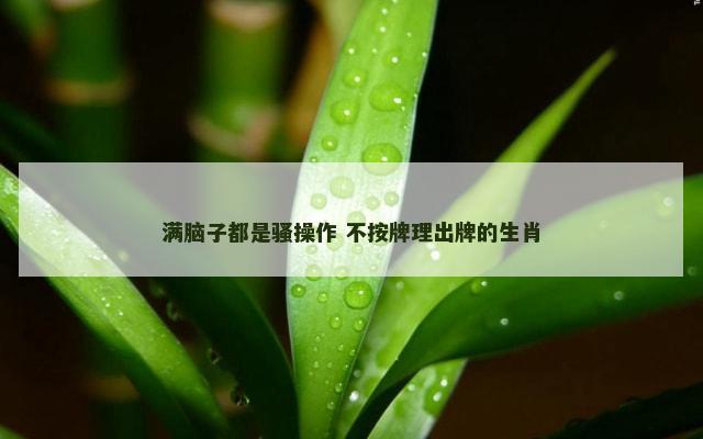 满脑子都是骚操作 不按牌理出牌的生肖