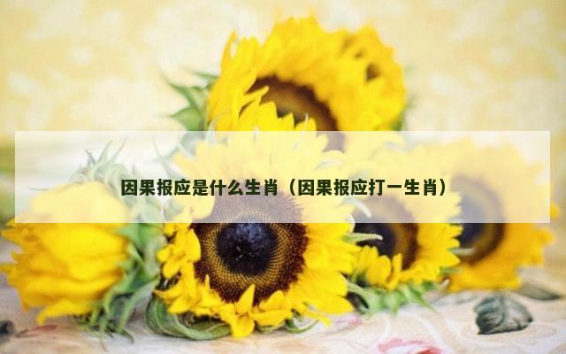 因果报应是什么生肖（因果报应打一生肖）