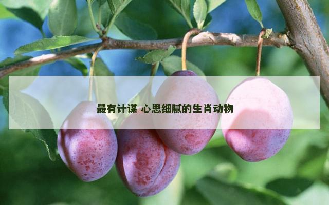 最有计谋 心思细腻的生肖动物