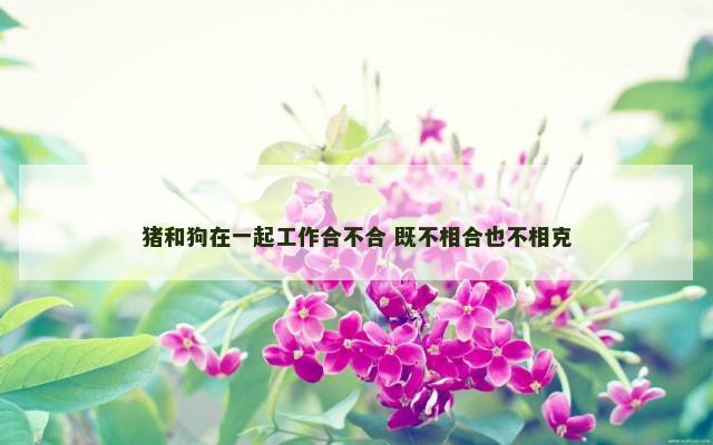 猪和狗在一起工作合不合 既不相合也不相克