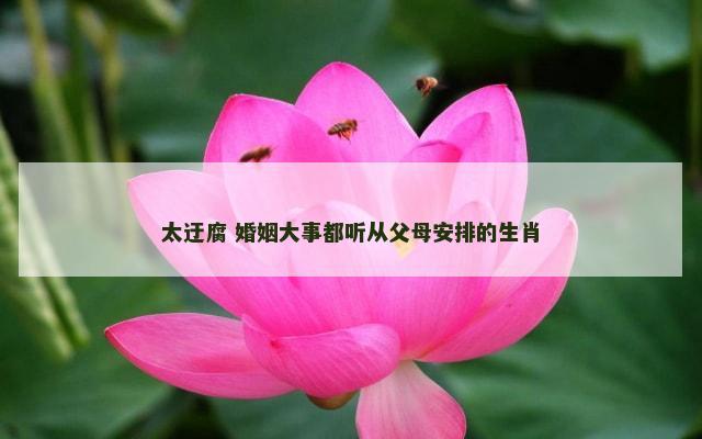 太迂腐 婚姻大事都听从父母安排的生肖