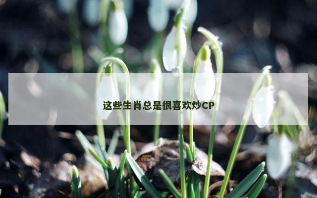 这些生肖总是很喜欢炒CP