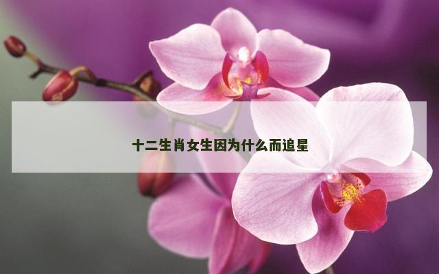 十二生肖女生因为什么而追星