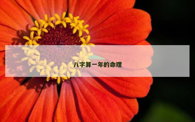 八字算一年的命理