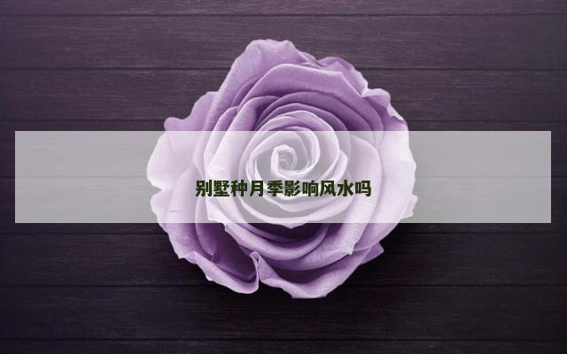 别墅种月季影响风水吗