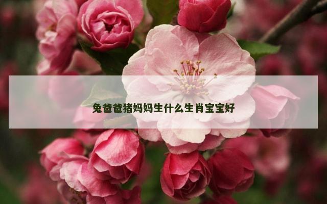 兔爸爸猪妈妈生什么生肖宝宝好