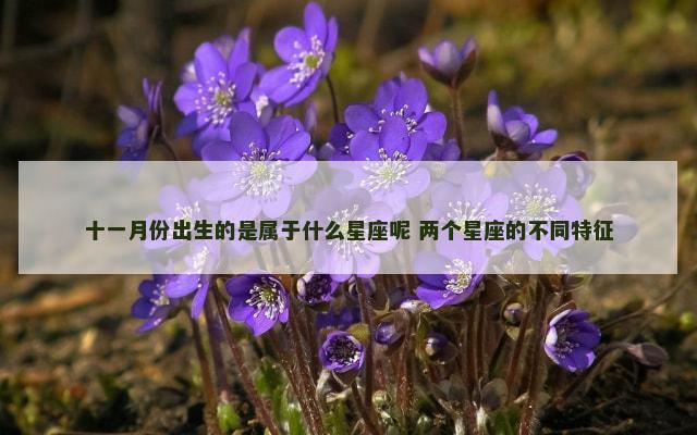十一月份出生的是属于什么星座呢 两个星座的不同特征