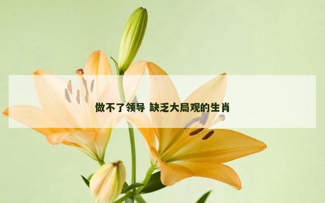 做不了领导 缺乏大局观的生肖