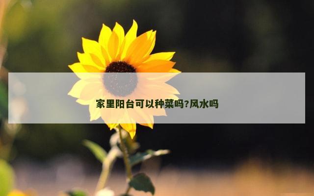 家里阳台可以种菜吗?风水吗