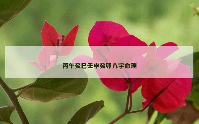 丙午癸巳壬申癸卯八字命理
