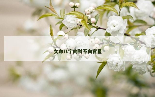 女命八字向财不向官星