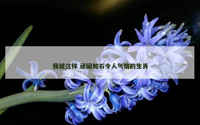 我就这样 顽固如石令人气恼的生肖