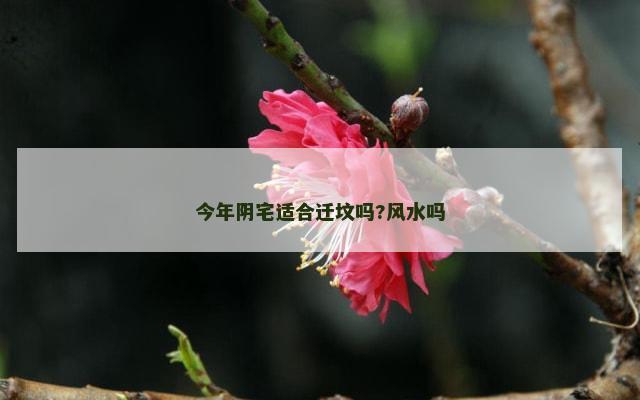 今年阴宅适合迁坟吗?风水吗