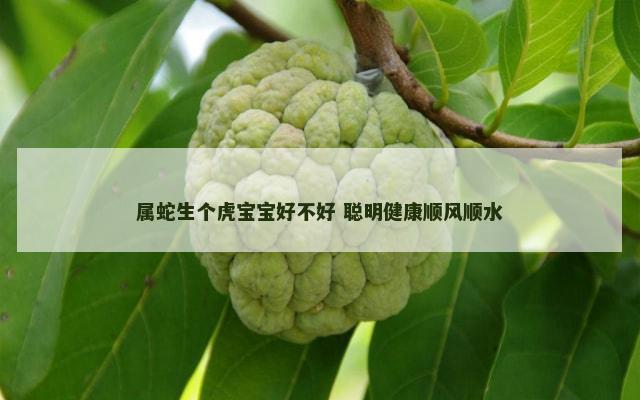 属蛇生个虎宝宝好不好 聪明健康顺风顺水