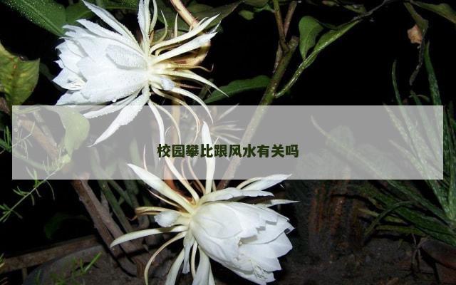 校园攀比跟风水有关吗