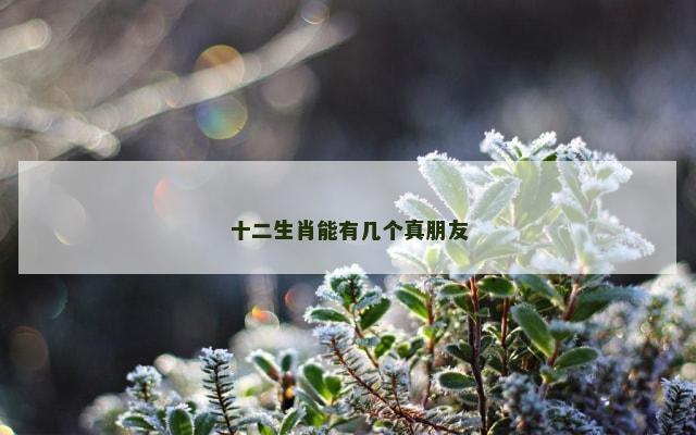 十二生肖能有几个真朋友