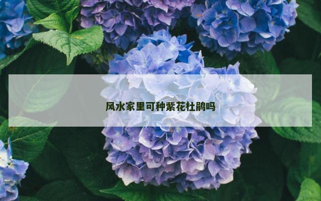 风水家里可种紫花杜鹃吗