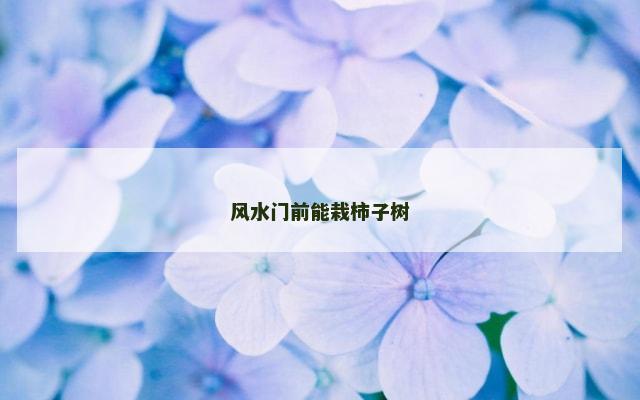 风水门前能栽柿子树