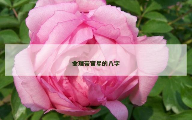 命理带官星的八字