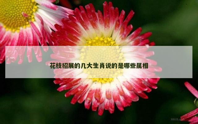 花枝招展的几大生肖说的是哪些属相