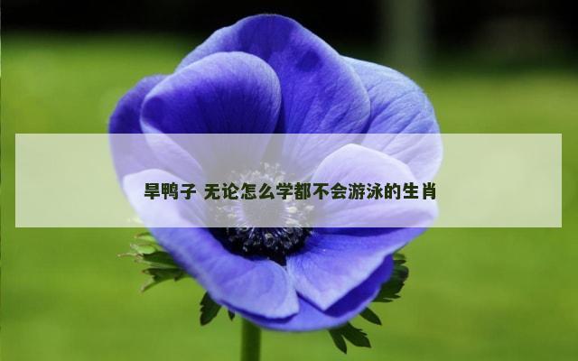 旱鸭子 无论怎么学都不会游泳的生肖