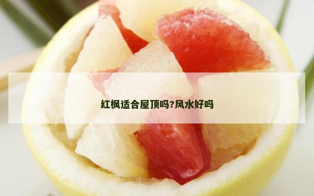 红枫适合屋顶吗?风水好吗