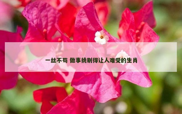 一丝不苟 做事挑剔得让人难受的生肖