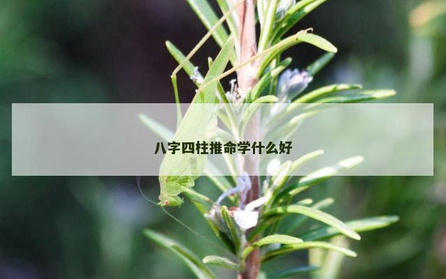 八字四柱推命学什么好