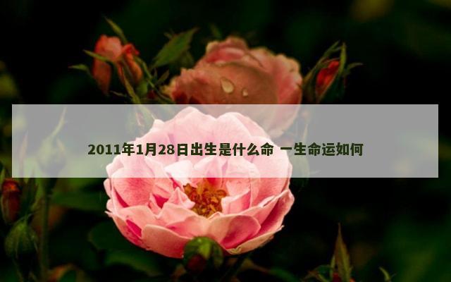 2011年1月28日出生是什么命 一生命运如何