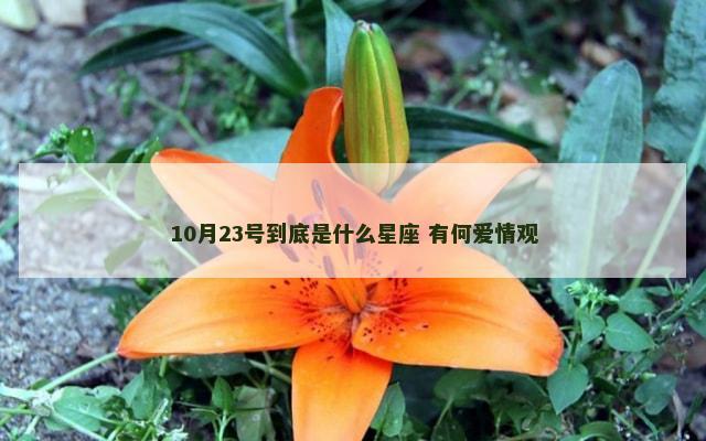 10月23号到底是什么星座 有何爱情观