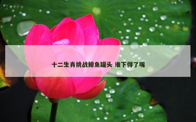 十二生肖挑战鲱鱼罐头 谁下得了嘴