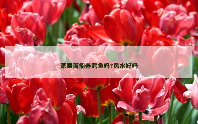 家里面能养鳄鱼吗?风水好吗