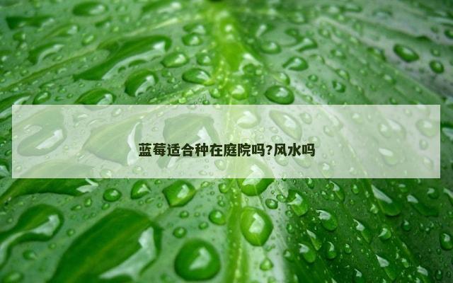 蓝莓适合种在庭院吗?风水吗