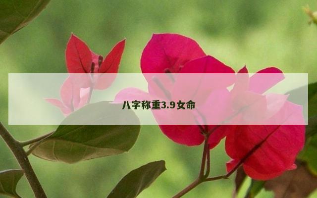 八字称重3.9女命